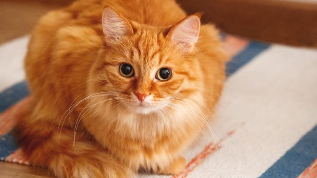 Kucing Oren FX Sudirman Jadi Wisata Unik Jakarta