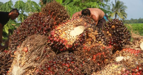 Harga Minyak Sawit Global Menguat Dipicu Permintaan Tinggi Jelang Imlek Ramadhan 2026