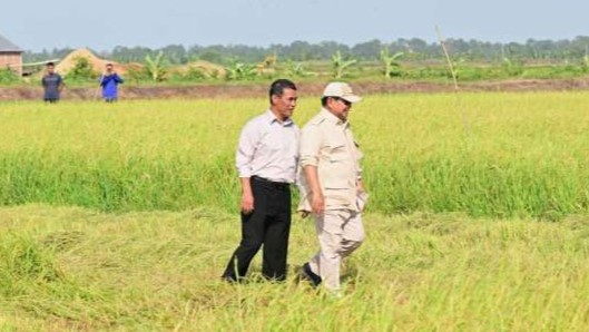 Target Swasembada Papua Dipercepat, Cetak Sawah dan Sagu Jadi Andalan