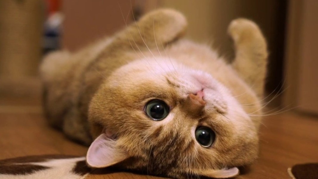 Kehadiran Kucing di Rumah yang Ternyata Berdampak Positif bagi Kesehatan