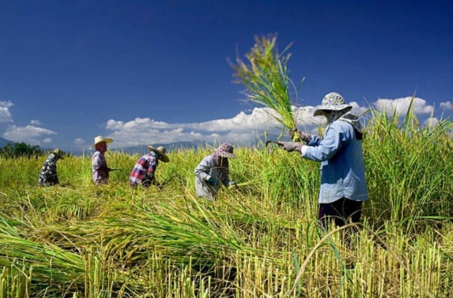 Stabilnya Harga Beras Nasional Jadi Bukti Keberhasilan Kolaborasi Petani dan Pemerintah