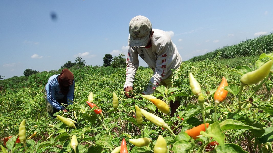 Strategi Cerdas Petani Mengoptimalkan Lahan Hadapi Harga Komoditas Tak Stabil