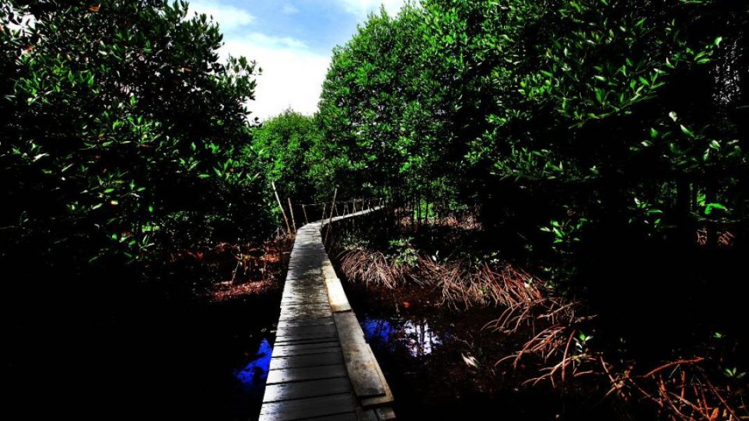 Kemitraan Indonesia dan Jepang Membuka Peluang Jadi Pemimpin Pasar Karbon