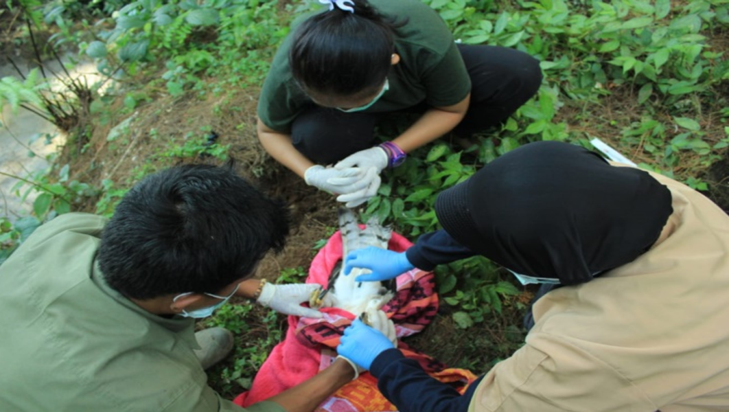 PLN Indonesia Power UBP Kamojang Unit PLTP Gunung Salak Perkuat Upaya Penyelamatan Elang Jawa di TNGHS