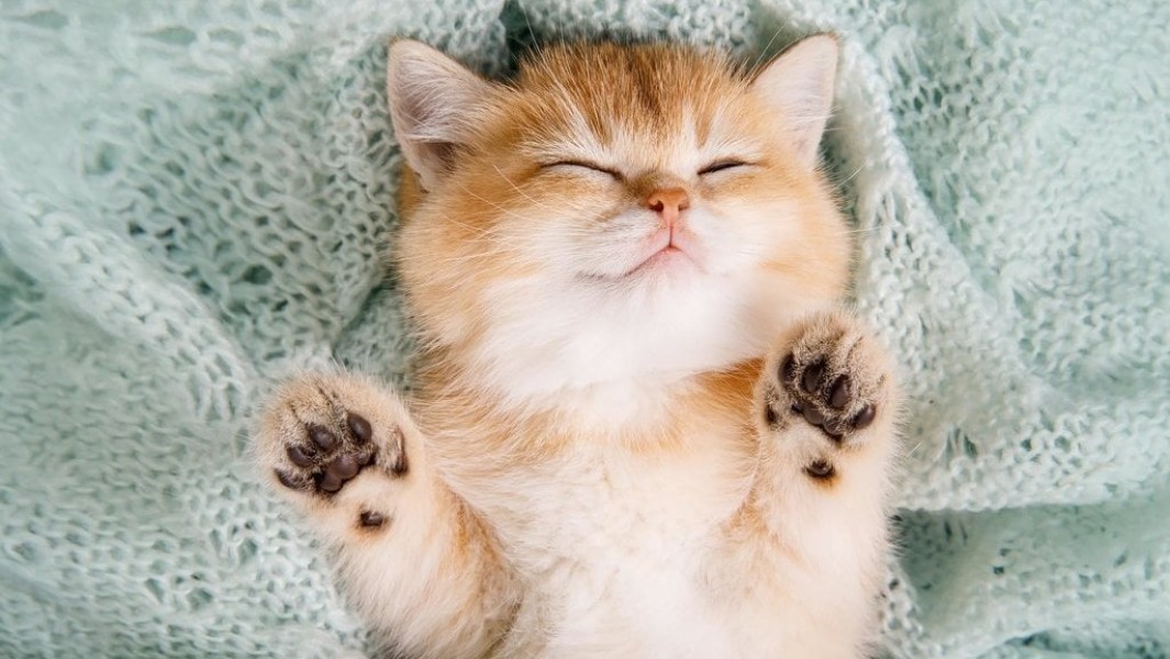Rekomendasi Nama Kucing Terbaik yang Lucu dan Menggemaskan