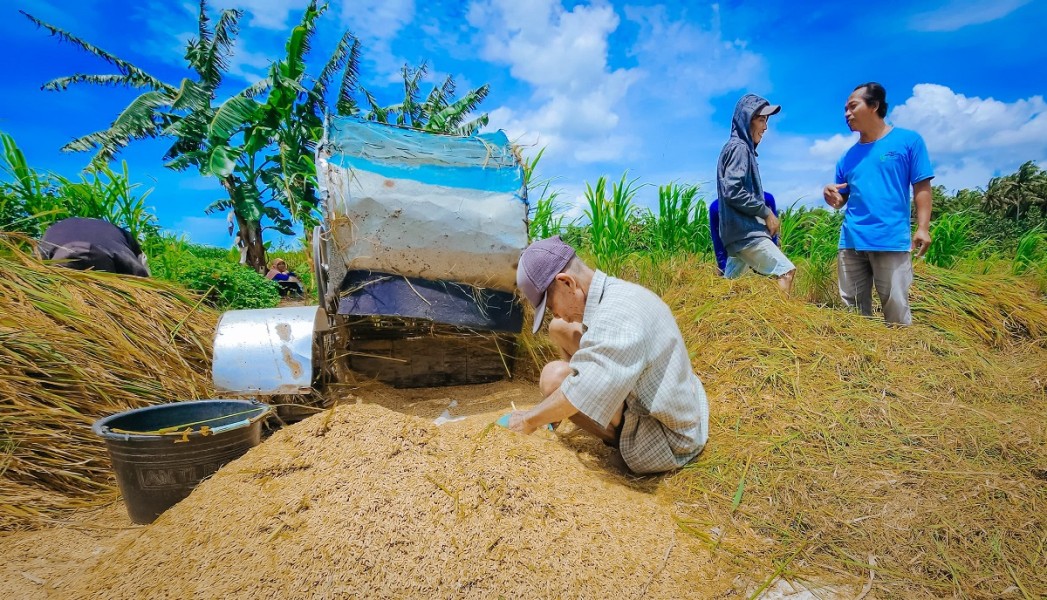 Petani Sumringah, Gabah Dibeli Bulog dengan HPP Baru
