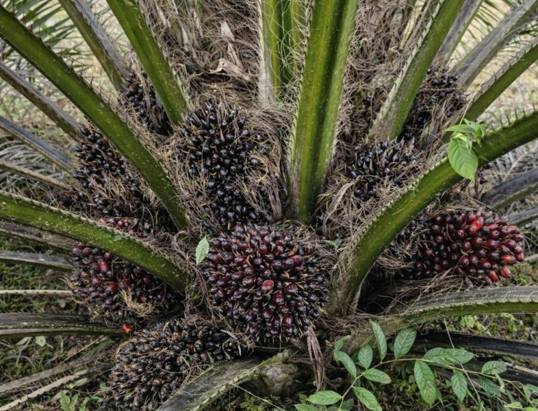 Harga TBS Sawit Riau Periode 8-14 April 2026 Kembali Naik Signifikan