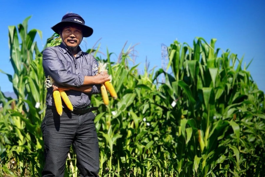 Pendekatan Ilmiah Baru Kesesuaian Lahan Jagung oleh Prof. Nurdin