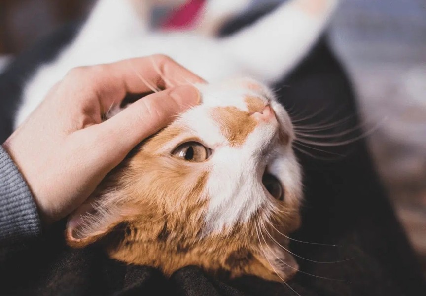 Cara Menjalin Hubungan Lebih Dekat Dengan Kucing Kesayangan