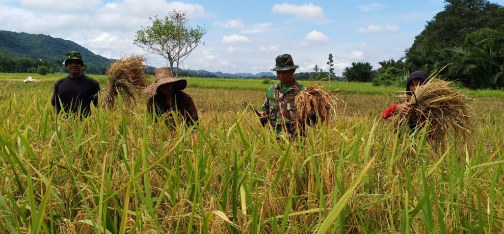 Kesejahteraan Petani Menurun, NTP Indonesia Catat Penurunan Signifikan Januari 2026