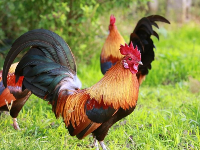 Karakteristik Ayam Birma Asli, Ciri, dan Cara Mengenalinya