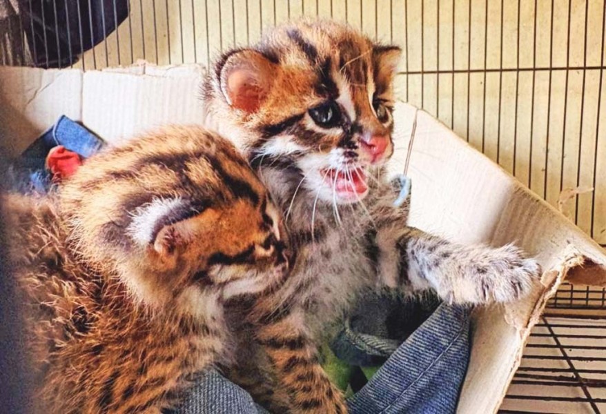 Kucing Kuwuk Adaptasi Di Habitat Pertanian Serta Pengetahuan Lokal Para Petani