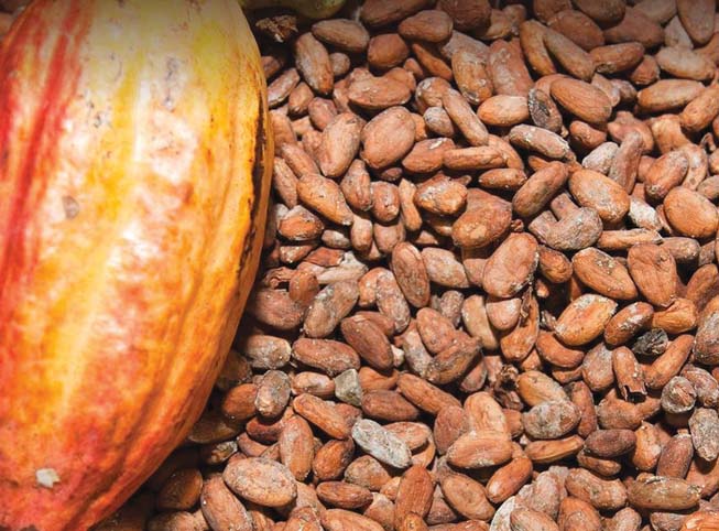 Mengenal Varietas Kakao Dunia dari Criollo hingga Forastero