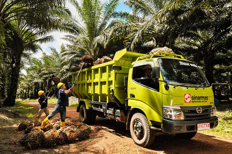 Pemerintah Perkuat Industri Sawit Nasional Demi Mendorong Pembangunan Berkelanjutan