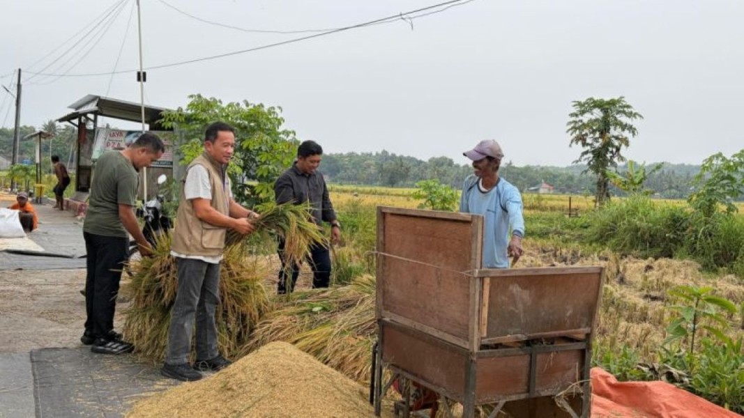 Bulog Menyerap 660 Ton Gabah Petani untuk Stabilkan Harga Pangan