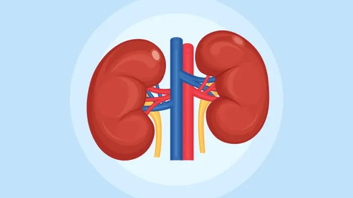 Panduan Lengkap Meal Plan CKD untuk Penderita Ginjal Kronis Secara Praktis