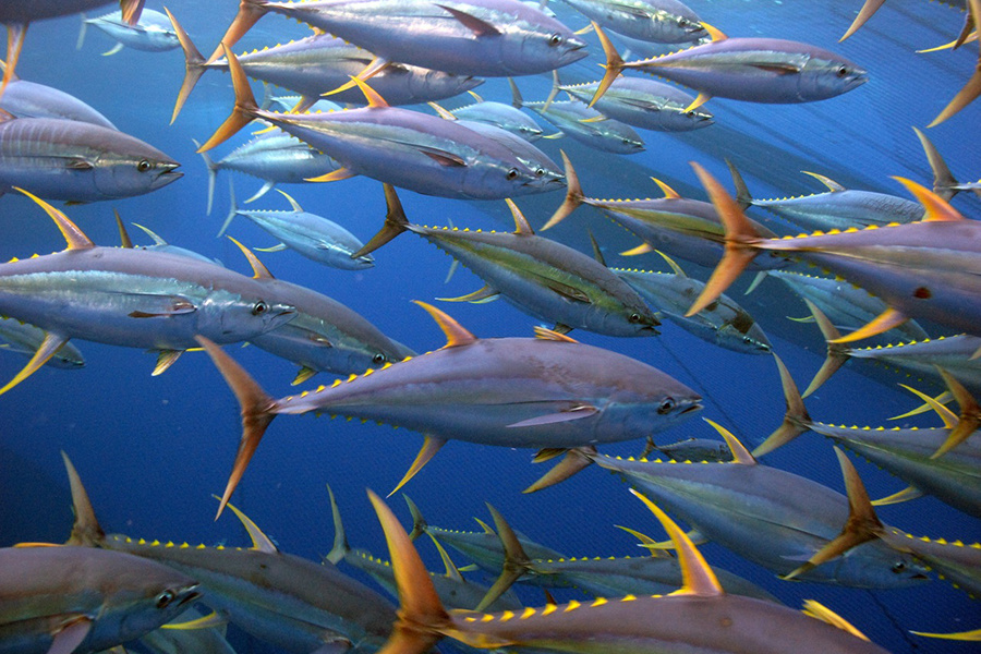 Konsumsi Ikan dengan Kandungan Merkuri Tinggi Bisa Berisiko Serius bagi Tubuh