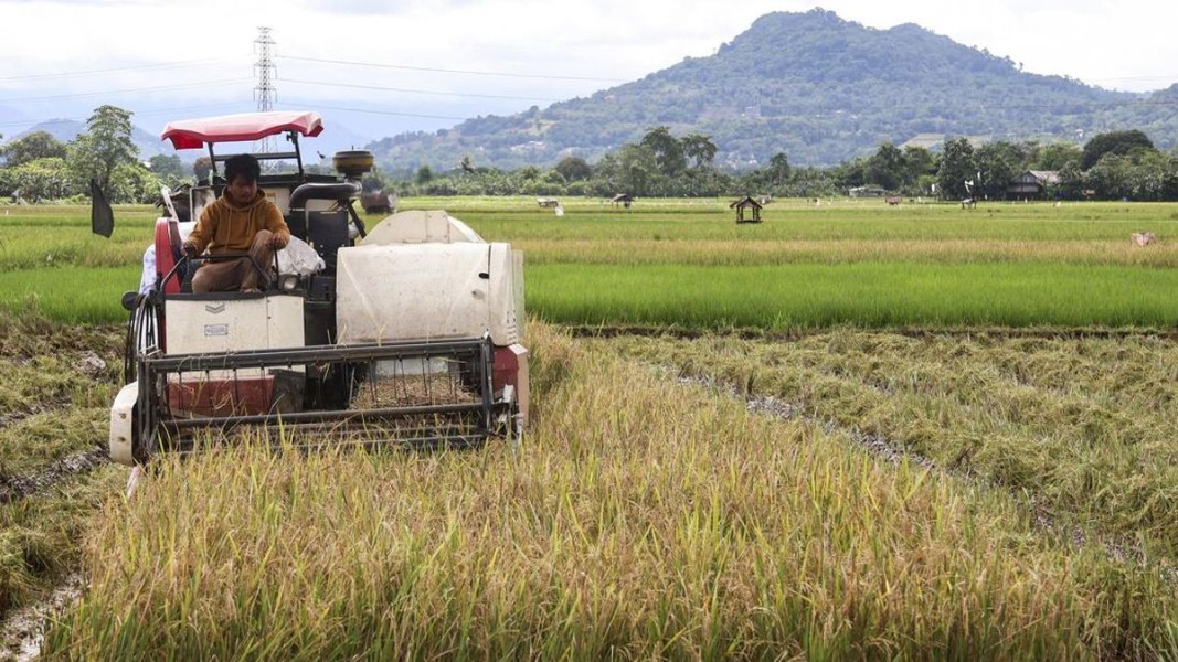 Pemerintah Dorong Ekspor Beras, Kesejahteraan Petani Jadi Prioritas