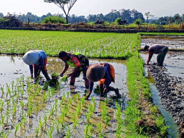 TNI dan Petani Bersinergi di Sawah