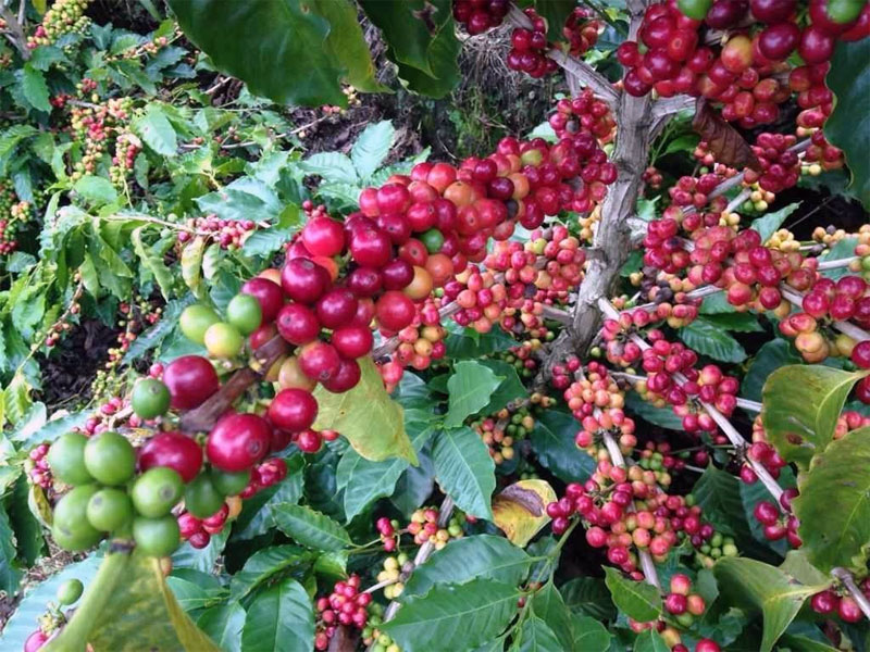 Pasar Kopi Vietnam dan Indonesia Masih Lesu Saat Ini