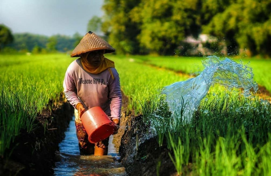 Petani Aceh Ramai Tanam Bawang Merah