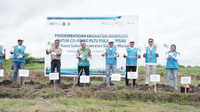 PLN Tanam 200 Ribu Bibit Gamal di Kalimantan Tengah sebagai Upaya Pengembangan Ekosistem Biomassa
