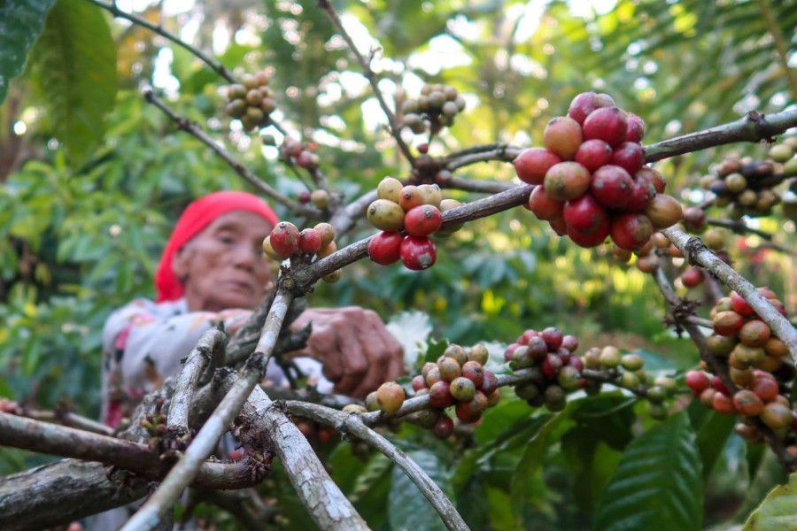Hilirisasi Kopi Jadi Strategi Baru Genjot Nilai Ekspor Nasional
