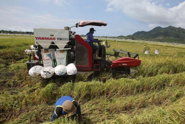Ketahanan Pangan Nasional: Kontribusi Bank Indonesia dan Gapoktan Sidomulyo dalam Meningkatkan Produktivitas Pertanian