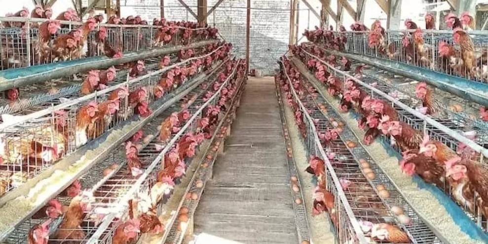 Proyek Peternakan Ayam Terintegrasi di Sumbawa Siap Perkuat Ketahanan Pangan