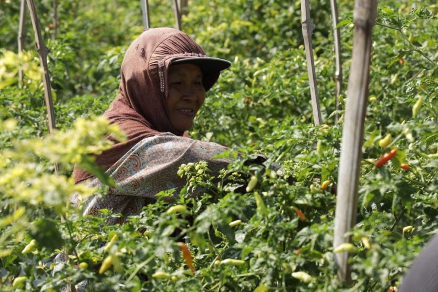Bantuan Pupuk ROHIS untuk Petani Cabai