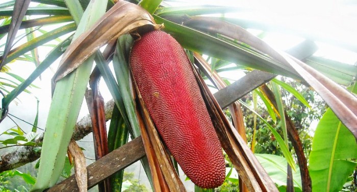 3 Khasiat Buah Merah Papua untuk Menjaga Kesehatan Tubuh