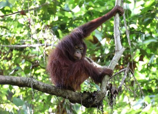 Peningkatan Konflik Orang Utan: BKSDA Kaltim Selamatkan 37 Individu di Awal 2025
