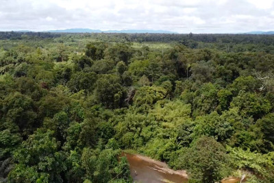Menhut Targetkan Rp 19,9 Triliun Investasi Kehutanan untuk Dongkrak Ekonomi dan Kelestarian Hutan
