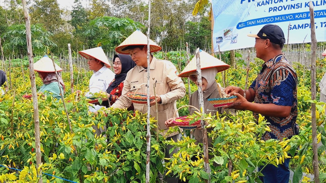 Teknologi Digital Dorong Produktivitas Petani Cabai di Pandeglang