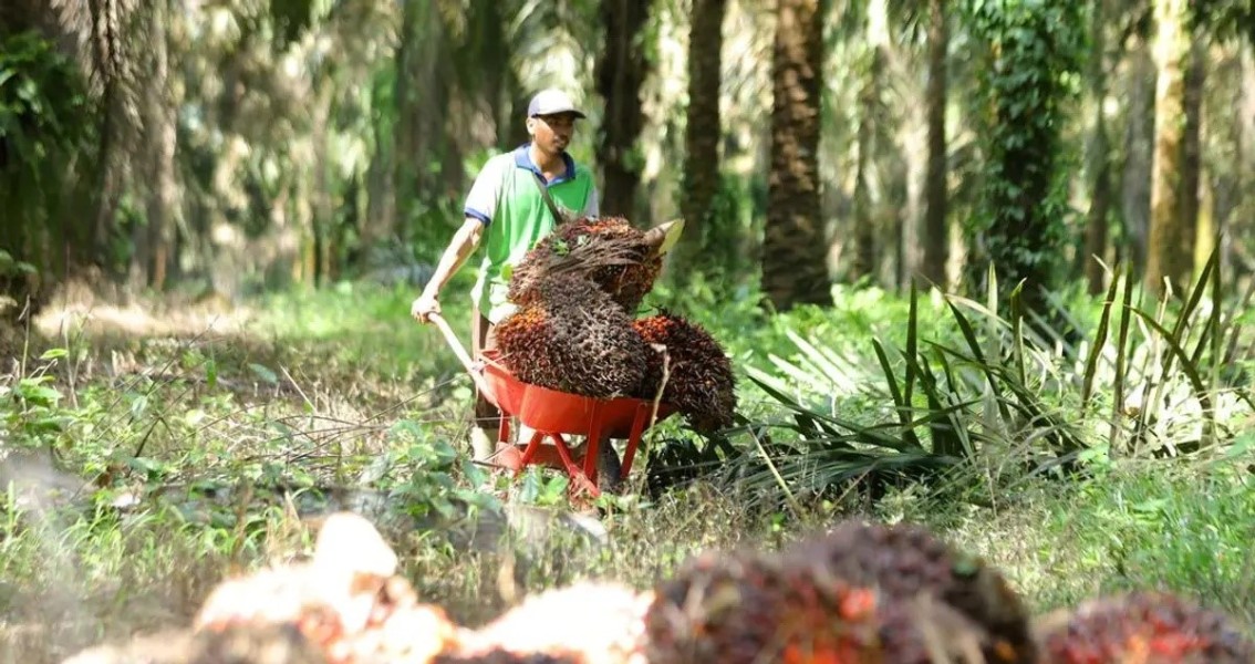 Petani Sawit Indonesia Tetap Tangguh Hadapi Tarif AS