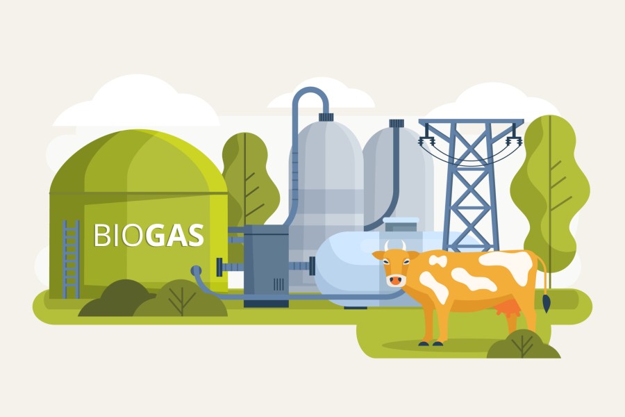 Biogas dari Kotoran Sapi Jadi Sumber Energi Bersih Warga