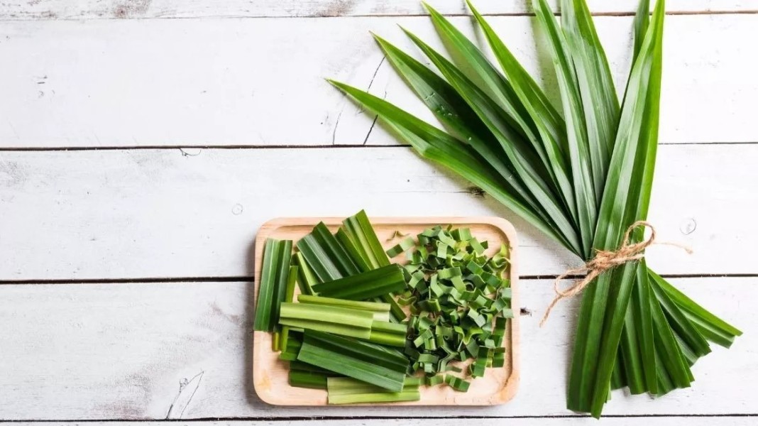 Manfaat Daun Pandan untuk Kesehatan dan Relaksasi yang Jarang Diketahui