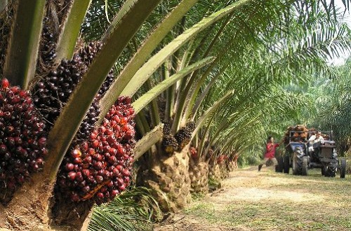 Harga TBS Sawit Riau Turun Pekan Ini, Petani Diminta Cermati Perubahan Pasar dan Tata Kelola Baru