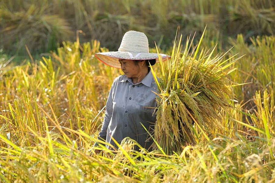 Harga Gabah Naik, Petani Indramayu Masih Tertekan Hama dan Kekeringan