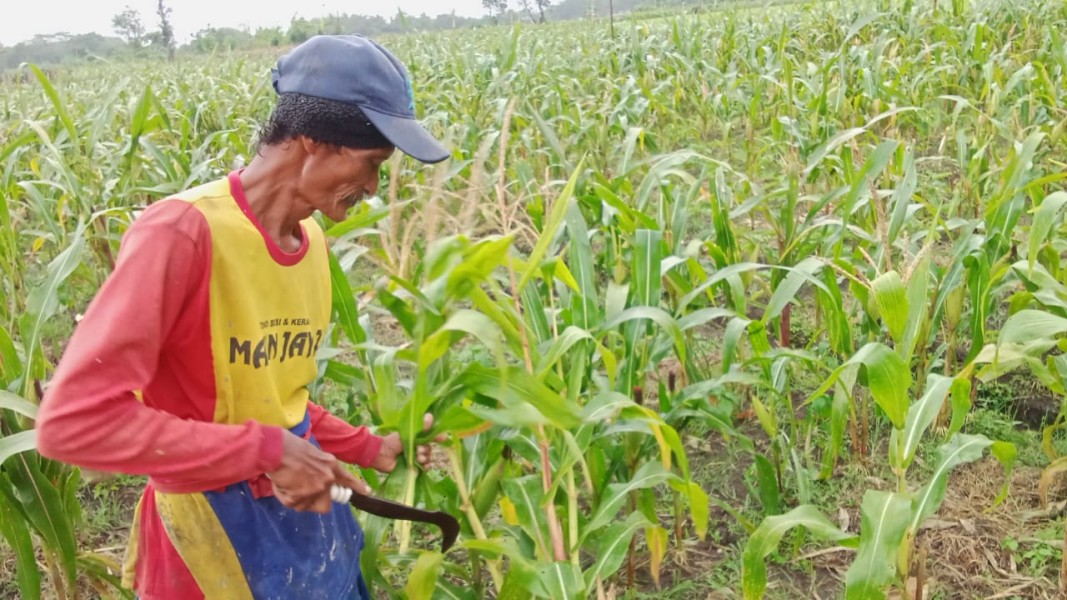 Petani Pilih Jagung Jadi Primadona Sawah Tadah Hujan