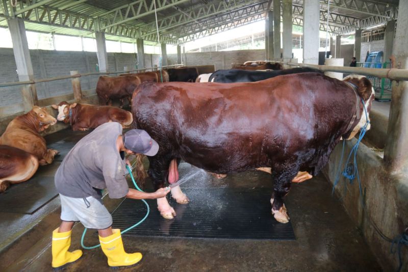 Presiden Prabowo Subianto Salurkan Sapi Kurban Seberat 935 Kg untuk Warga Blora Jelang Idul Adha 1446 H