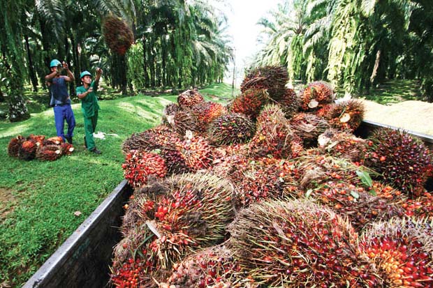Produksi Sawit Melonjak, Konsumsi Biodiesel Jadi Kunci Pertumbuhan Industri