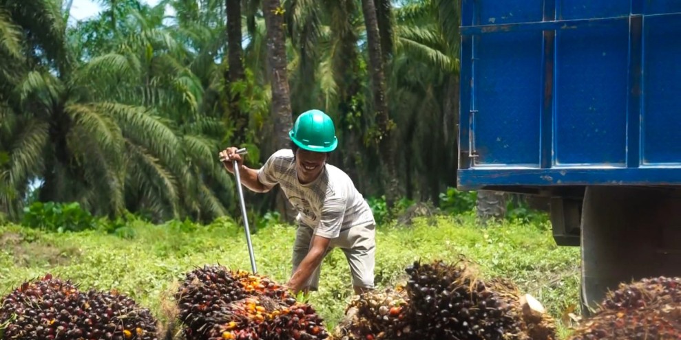 Penguatan Petani Sawit Pasangkayu
