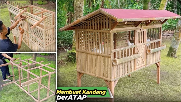 Rekomendasi Kandang Ayam: Panduan Lengkap Memilih Kandang yang Tepat untuk Ayam Peliharaan Anda