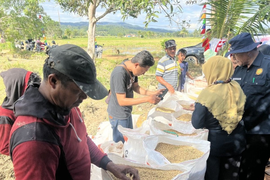 Harga Gabah Stabil Saat Panen Raya Bikin Petani Puas