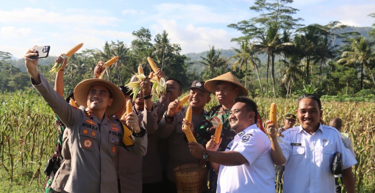 Polres Pacitan dan Petani Gelar Panen Jagung Massal, Dorong Ketahanan Pangan Nasional