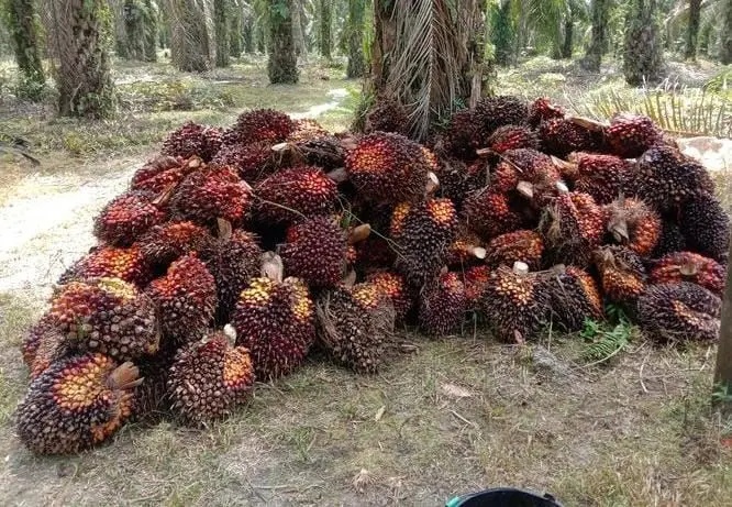 Harga TBS Sawit Kalbar Bervariasi Sesuai Usia Tanaman Periode Maret 2026