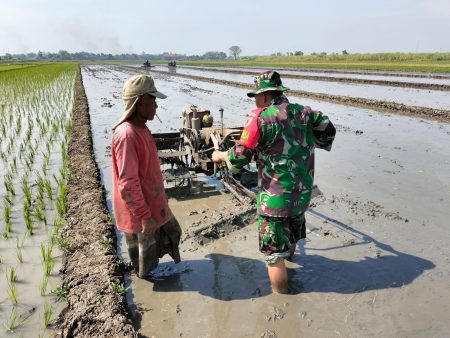 Babinsa Perkuat Ketahanan Pangan Desa, Dampingi Petani Tingkatkan Produktivitas di Kabupaten Dairi