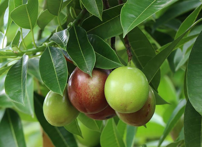 Apa Itu Buah Bintaro adalah Ciri, Kandungan, dan Cara Menanamnya