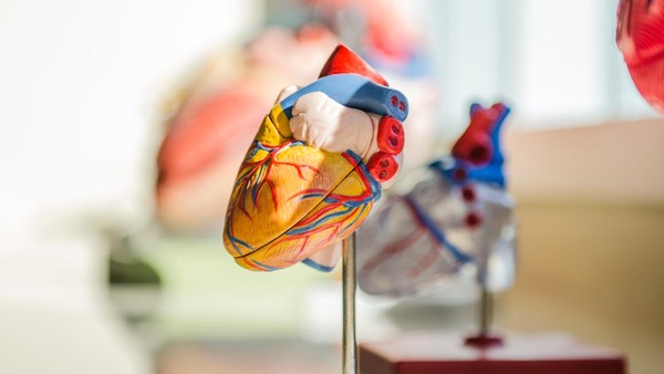 Kenali Lebih Dini Penyakit Jantung Mematikan Melalui Gejala yang Sering Diabaikan Banyak Orang